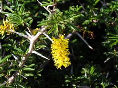 Prosopis torquata