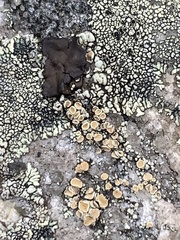 Rhizoplaca subdiscrepans