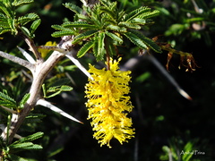 Prosopis torquata