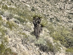 Yucca torreyi