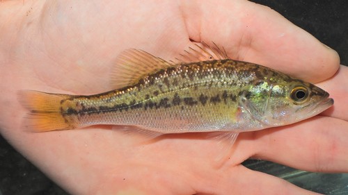 Largemouth Bass, photo 6 of 10