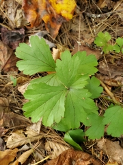 Waldsteinia