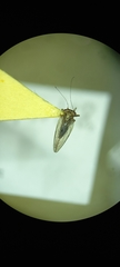 Psyllidae
