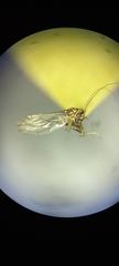 Psyllidae