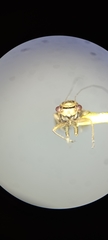 Psyllidae