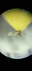 Psyllidae