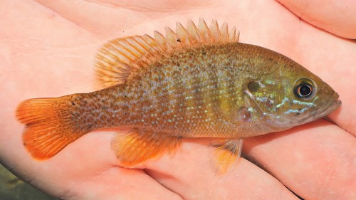 Green Sunfish