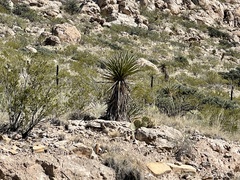 Yucca torreyi