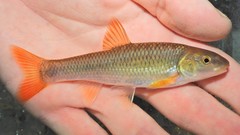Bluehead Chub photo 3
