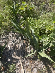 Sansevieria trifasciata