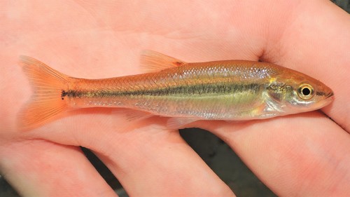 Creek Chub