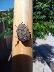 Gymnetis litigiosa