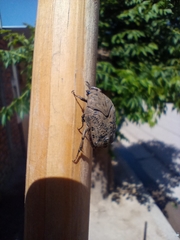Gymnetis litigiosa