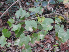 Vitis monticola