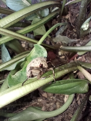 Gymnetis litigiosa