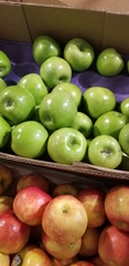 Malus domestica
