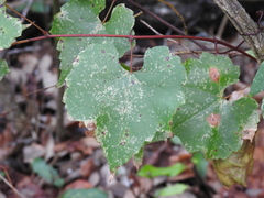 Vitis monticola