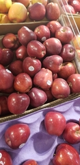 Malus domestica