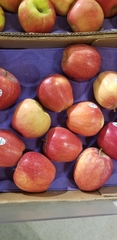 Malus domestica