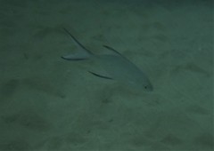 Trachinotus