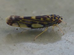 Eupteryx urticae