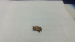 Adoretus tenuimaculatus