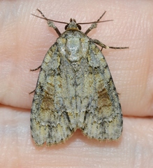 Acronicta exilis