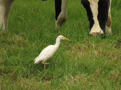 Bubulcus ibis