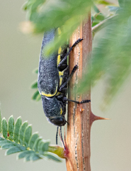 Hippomelas planicauda