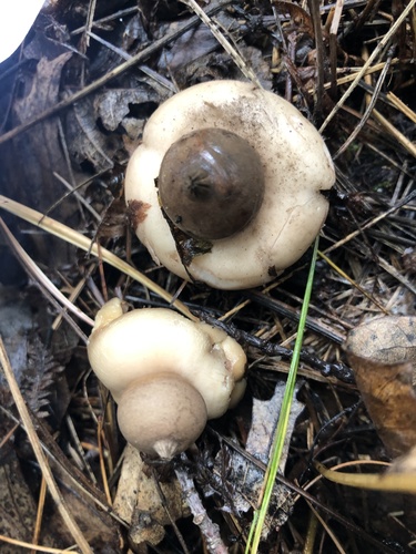 Geastrum morganii