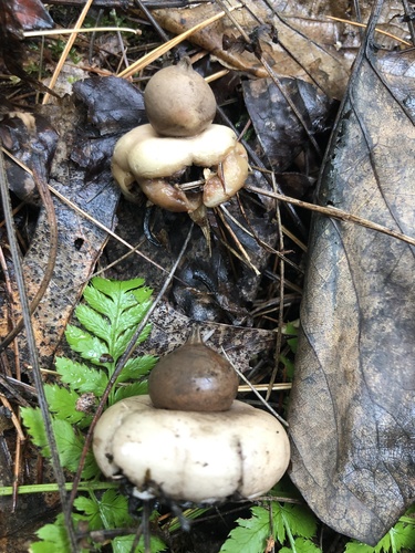 Geastrum morganii (Photo 2 of 4)
