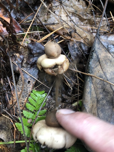 Geastrum morganii (Photo 3 of 4)