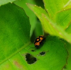 Alagoasa bipunctata perennis