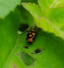 Alagoasa bipunctata perennis