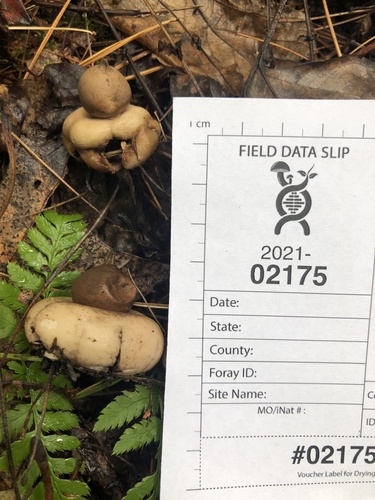 Geastrum morganii (Photo 4 of 4)