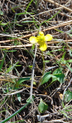 Ranunculus jovis