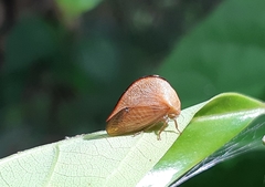 Cymbomorpha