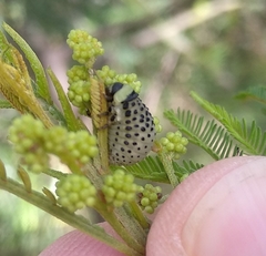 Dicranosterna immaculata