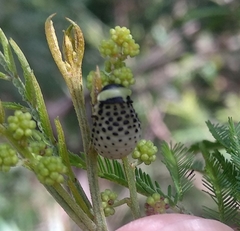 Dicranosterna immaculata