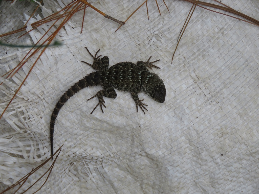 Graceful Mountain Tree Lizard