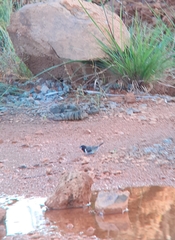 Spermestes fringilloides