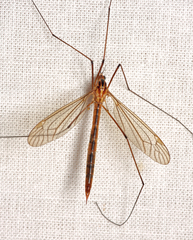 Nephrotoma scurra