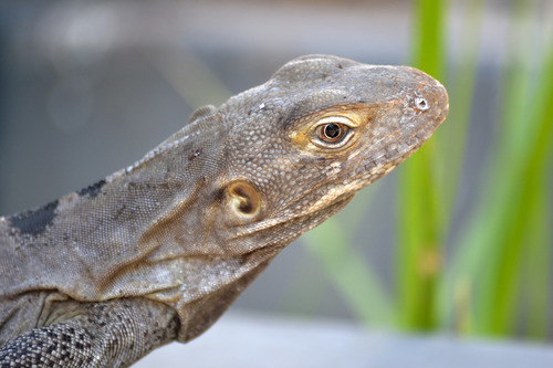 Sonoran Spiny-tailed Iguana