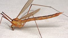Nephrotoma scurra