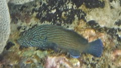Cephalopholis formosa