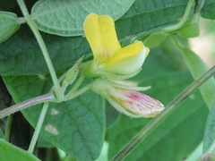 Cajanus scarabaeoides