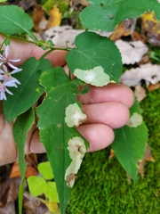 Astrotischeria astericola