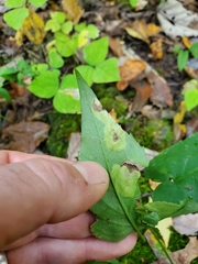 Astrotischeria astericola