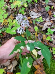 Astrotischeria astericola