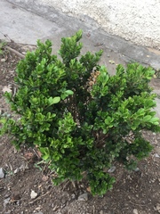 Buxus microphylla